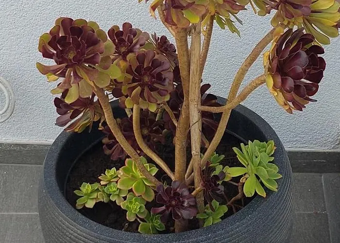 公寓 Irene Veli Lošinj