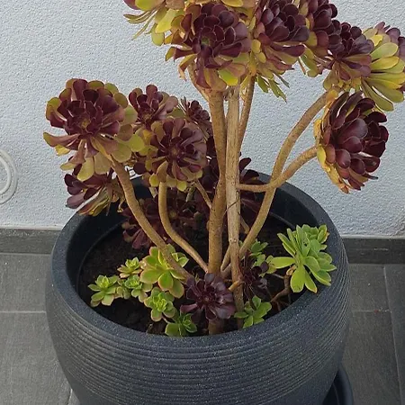 Appartement Irene Veli Lošinj